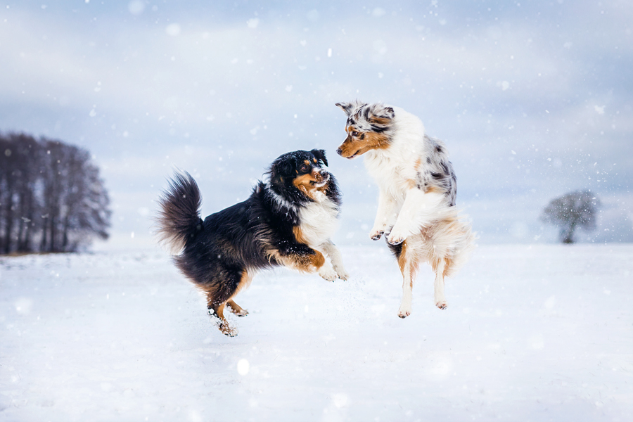 Hundeshooting • Ausgelassen im Schnee