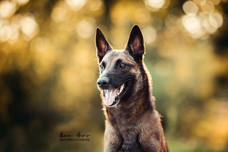 Pacco • Hundeshooting mit dem Energiebündel und Herzenshund