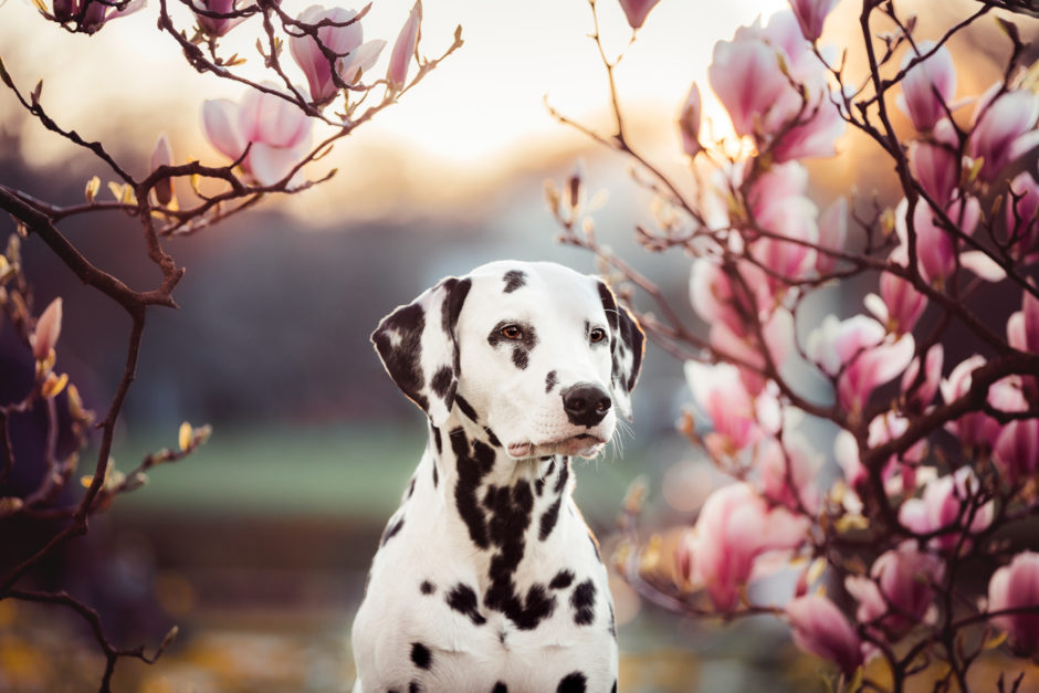 Nina Herr Fotografie Fotoshooting Hunde Hundefoto Hundefotografin Stuttgart Darmstadt