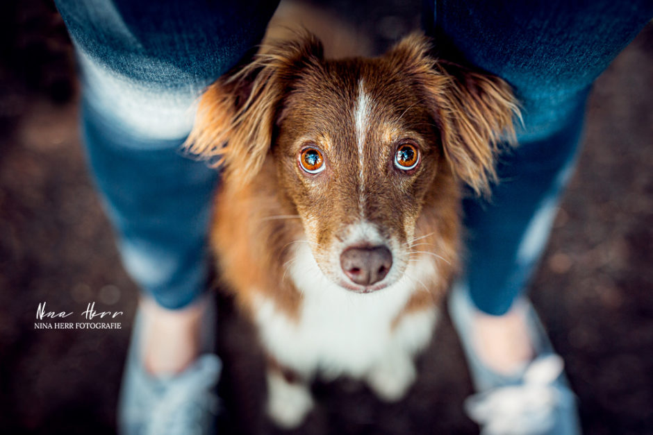 Mira • Hunde Fotoshooting am Wasser