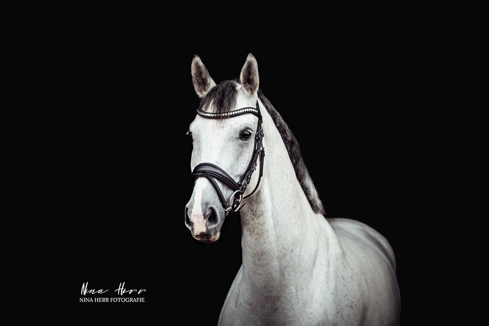 Fotoshooting Pferd Schwarzer Hintergrund