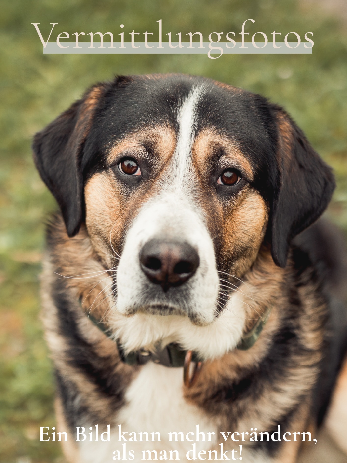Manchmal entscheidet ein einziger Moment darüber, ob ein Hund gesehen wird. 🤍

Nicht, weil das perfekte Foto alles verändert. Sondern weil Bilder Persönlichkeit sichtbar machen.

Ein Foto kann zeigen, was zwischen all dem Trubel oft untergeht: Den sanften Blick, die Neugier, die Persönlichkeit und das kleine Funkeln, das einen Hund besonders macht.

Genau deshalb sind Vermittlungsfotos im Tierschutz so viel mehr als „nur Bilder“. Sie helfen dabei, dass Menschen nicht einfach weiterscrollen — sondern kurz stehen bleiben und fühlen: „Genau DU.“

Genau darüber habe ich einen neuen Blogartikel geschrieben: Warum Vermittlungsfotos im Tierschutz so wichtig sind und wie Bilder Hunden echte Chancen schenken können.

🐾 Den Link findest Du in der Story oder auf meiner Webseite: https://www.nina-herr.de/vermittlungsfotos/ 

#Tierschutz #Tierfotografie #AdoptDontShop