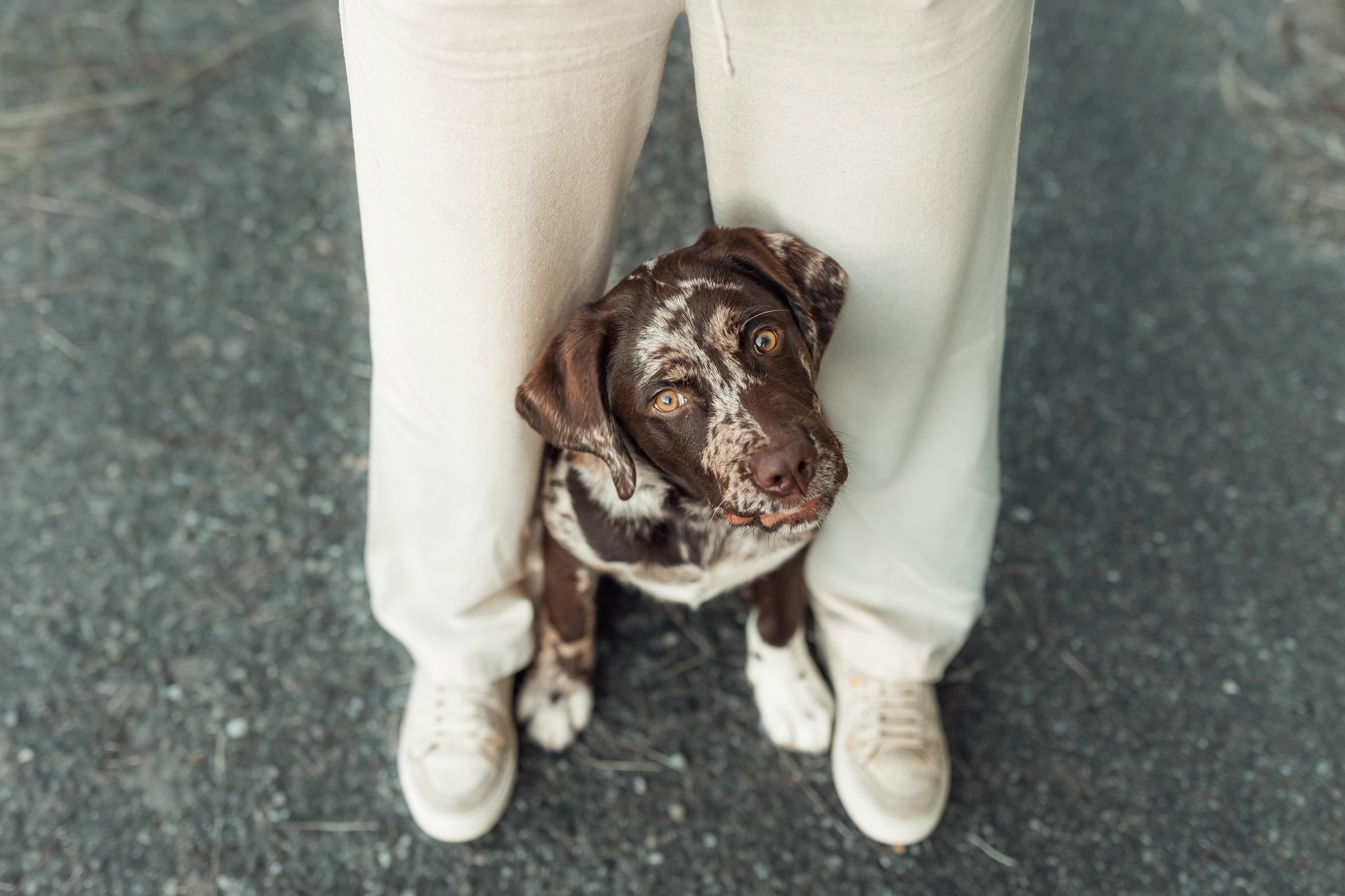 Dieser Blick sagt alles 🤎

Zwischen Deinen Beinen sitzen und einfach schauen - dabei trofft der Blick voll ins Herz! 

Genau diese Momente halte ich fest. Magst Du, dass ich auch Euren einfange?
→ DM oder Link in der Bio

#hundefotografie #hundeliebe  #hundefotografstuttgart #ninaherrfotografie #hundestuttgart