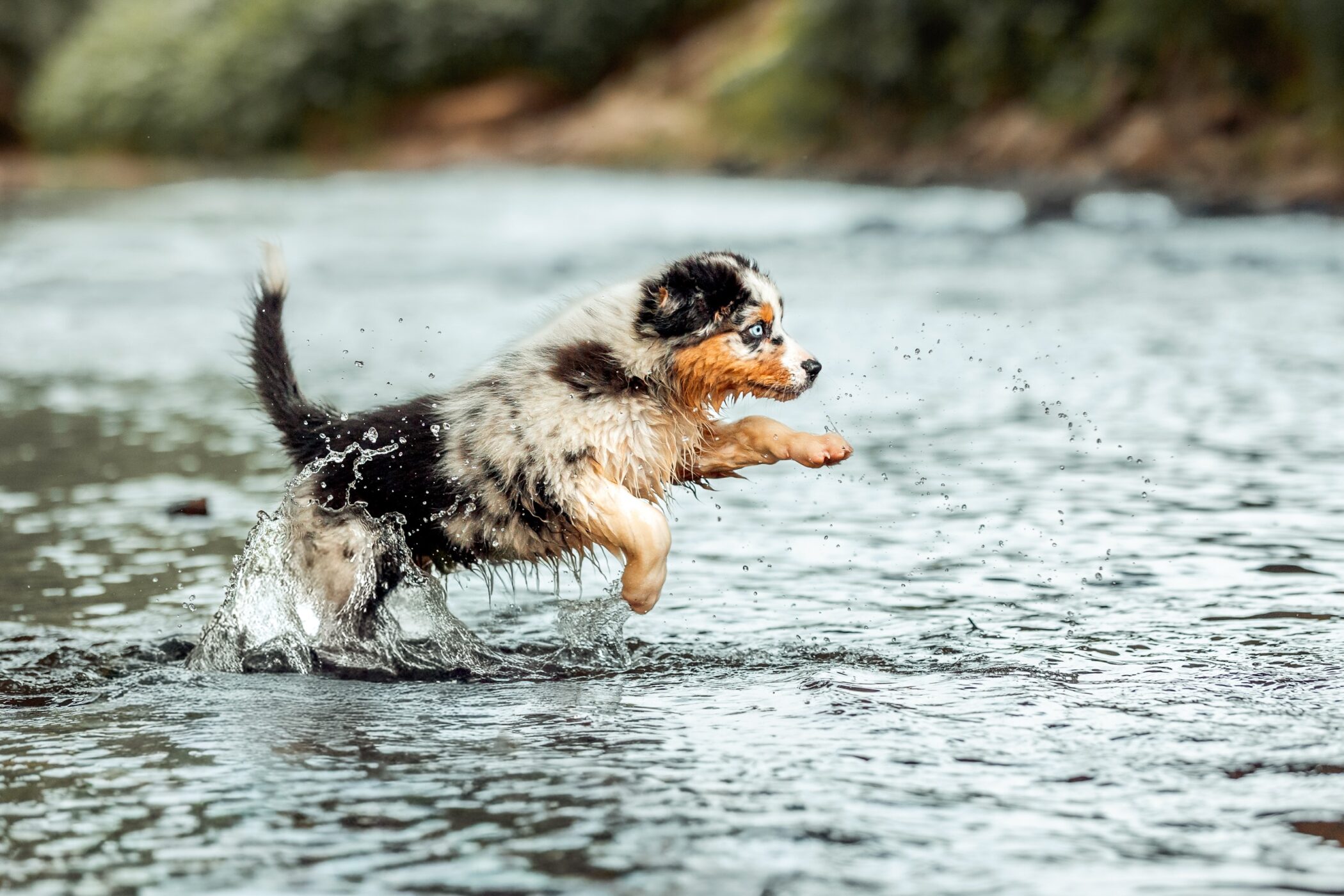 Wasser, Sonne, nasse Pfoten. 🐾🌊
Wahnsinn, was gerade für Temperaturen draußen sind — ich hoffe, Ihr kommt alle gut durch die Hitze!

Nächste Woche wird es abends angenehmer. Ab 20 Uhr bestes Licht, kühles Wasser, keine Hektik. Genau das richtige Fenster für ein Wasser-Shooting.
Wenn Dein Hund auch so ein Fan von nassen Pfoten ist — lass uns das einfangen, bevor der Sommer wieder vorbei ist.

Termine

 Mittwoch, 01.07. (max 2 Spots) Freitag ,03.07. (max. 1 Spot) Samstag, 04.07. (max. 1 Spot) Sonntag, 05.07 (max 2 Spots)
 Weitere Termine auf Anfrage!

Alle Infos: https://www.nina-herr.de/themen-shooting-wasser/ 

📅 Save the Date: Ich bin am 11./12.07. bei der PETS Messe Ludwigsburg und am 18.07. beim Fellnasen Stuttgart Sommerfest.