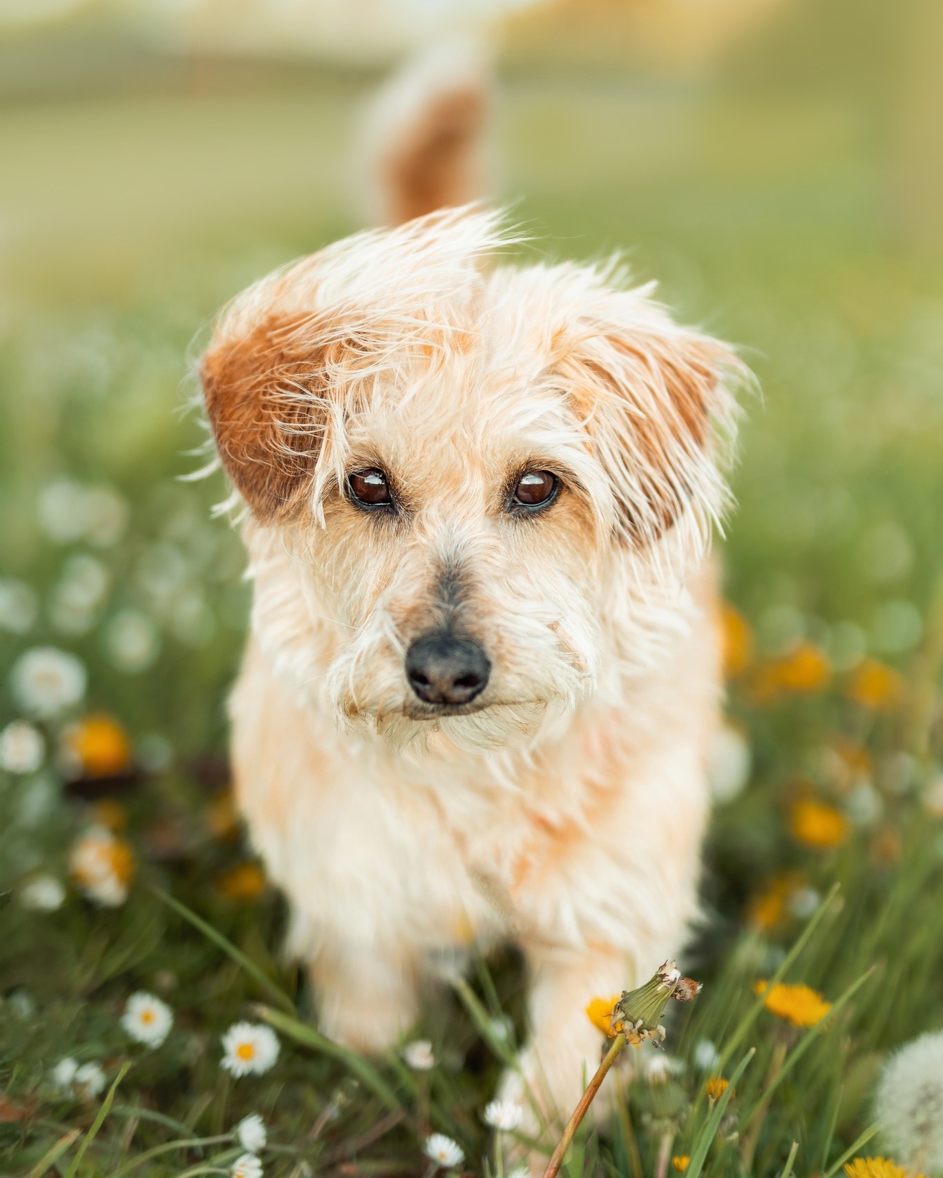 ...und dann kam Bailey ♡

Manchmal verändert ein Hund nochmal alles.

Als Bailey Anfang des Jahres aus Griechenland zu uns kam, hat sie nicht nur mein Herz im Sturm erobert – sie hat auch meine Sicht auf Hunde noch einmal komplett verändert.

Bailey hat mir nicht einfach etwas beigebracht – sie hat mir bewiesen, dass ich meinem Gefühl vertrauen darf. Sie hat vieles bestätigt, was ich schon lange gespürt, aber nie so richtig greifen konnte: Dass Vertrauen wachsen darf. Dass nicht jeder Hund mutig, laut oder perfekt abrufbar sein muss. Dass ein Zoomie manchmal wichtiger ist als ein perfektes Sitz. Und dass die schönsten Momente genau dann entstehen, wenn wir loslassen und den Hund einfach Hund sein lassen.

Genau deshalb laufen auch meine Shootings so ab, wie sie sind:
Ohne Druck. Ohne Erwartungen. Dafür mit ganz viel Geduld, Zeit und Verständnis.

Denn ich möchte keinen perfekt funktionierenden Hund fotografieren.
Ich möchte Deinen Hund fotografieren – mit all seinen Eigenheiten, seinem Charakter und seiner Persönlichkeit. 

Danke, du Mausi. Meine Kuschelbär. Die kleine Uschi. ♡

#tierschutzhund #adoptdontshop #ninaherrfotografie