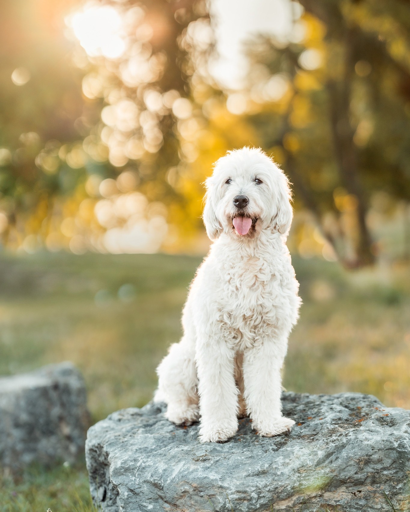 "Was muss mein Hund können? Er kann gar keine Tricks und hört auch nicht immer perfekt …"

Warum perfekte Hunde keine Voraussetzung für schöne Bilder sind!

Ben ist 14 Jahre alt und hört inzwischen nur noch sehr wenig. Und eins ist klar - Die Fotos sind trotzdem wunderschön geworden! Ich arbeite dann etwas anders, werde kreativ werden und stelle mich auf den Hund ein.

„Mein Hund ist schon älter und läuft nur noch lansgam?“
„Er hört nicht mehr so gut… Geht das trotzdem?“
„Aber mein Hund kann keine Tricks auf Kommando?“
„Ob wir ein Shooting machen können… Mein Hund ist doch so schnell abgelenkt, etwas unsicher und einfach ein kleiner Wirbelwind?“

Solche Sätze höre ich immer wieder. Und die gute Nachricht ist: Für schöne Fotos muss Dein Hund nicht perfekt funktionieren.

Shootings sind mit jedem Hund möglich. Auch mit Senioren, die es etwas ruhiger angehen lassen. Mit Welpen, die noch nicht so genau wissen, was „Bleib“ eigentlich bedeutet. Und mit Hunden, die einfach lieber ihr eigenes Ding machen.

Mir ist viel wichtiger, dass ich Deinen Hund so fotografiere, wie er wirklich ist.
Du musst vorher also nicht noch schnell „Sitz“, „Platz“ und „Bleib“ üben. 😉 Bei einem Shooting geht es deshalb nicht darum, möglichst viele Kommandos abzuarbeiten. Wir schauen, was für Euch funktioniert, und passen das Shooting daran an.

Denn Dein Hund muss für schöne Fotos nicht perfekt sein. Er muss einfach Dein Hund sein.

____ 
#hundefotografie #hundefotoshooting #ninaherrfotografie 
Hundefotografie
Hundefotoshooting
Hundefotograf Stuttgart
Hundefotografie Stuttgart
Fotoshooting mit Hund