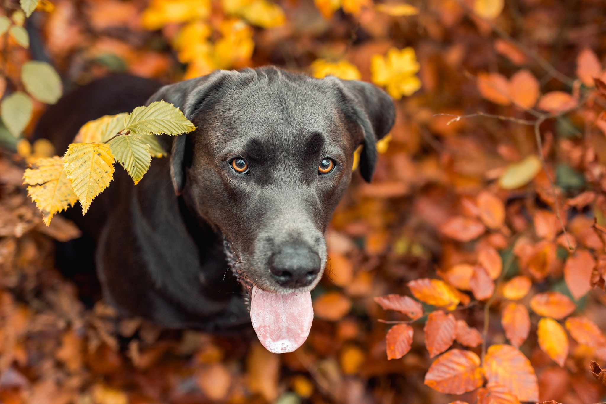 Der Herbst kommt 🍂 Jedenfalls fühlt es sich heute so an... 

Auch wenn gerade noch Sommer ist, plane ich schon fleißig die Herbst-Shootings. Wünscht Du Dir einen Termin mit bunten Blättern, warmen Farben und diesem ganz besonderen Herbstlicht? Dann los gehts! Ich liebe diese Jahreszeit mit den wundervollen Farben! 

Die schönsten Herbstfarben gibt es meistens ab Mitte Oktober bis Anfang November – je nach Wetter und Natur natürlich jedes Jahr ein bisschen anders.

Wenn Du schon weißt, dass Du diese besondere Jahreszeit für ein Shooting nutzen möchtest, sichere Dir am besten rechtzeitig Deinen Wunschtermin 🍁

Kleine Urlaubsinfo:
Ende August bis Mitte September bin ich im Urlaub. Danach geht es direkt wieder mit den Shootings weiter und neue Termine sind möglich. 

Du möchtest Deinen Hund im Herbstlicht fotografieren lassen? Dann schreib mir gerne und wir schauen gemeinsam nach einem passenden Termin.

____
#herbstshooting #hundefotografie #hundefotoshooting

Hundefotografie im Herbst
Herbst Fotoshooting mit Hund
Hundefotograf Stuttgart
Hundefotoshooting Stuttgart
Hundefotografie Stuttgart
