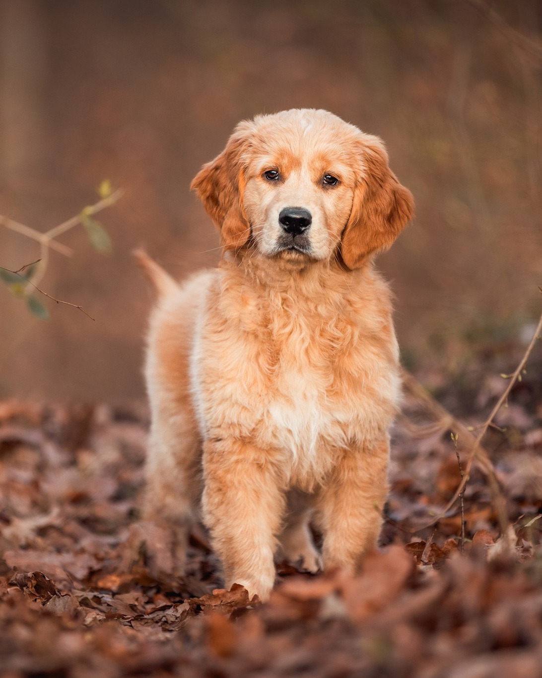 Stell Dir vor, Du schaust in einem Jahr auf diese Zeit zurück.

Dein Hund ist ein Jahr älter. Du hat Dich verändert. 
Vielleicht hist das Fell heller. Vielleicht ist er ruhiger geworden. Vielleicht sind manche Dinge inzwischen ganz anders.

Und dann findest Du dieses ein Bild von Euch beiden. Eigentlich genau so, wie Ihr heute seid, wie Ihr immer gewesen seid. Nur etwas älter 😄

Deshalb fotografiere ich nicht nur Hunde.Ich möchte Eure gemeinsame Zeit festhalten.

Du musst nicht auf den „perfekten Zeitpunkt“ warten. Der perfekte Zeitpunkt ist oft einfach jetzt. 🤍🐾