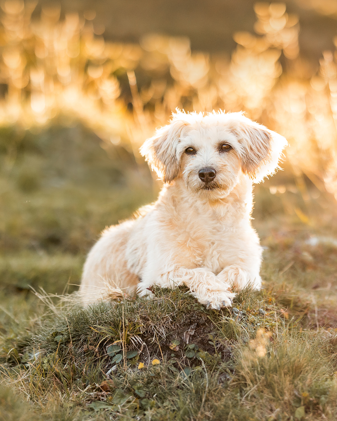 Zurück aus dem Urlaub! ☀️🐾

Die Koffer sind wieder ausgepackt, der Kopf ist voller neuer Eindrücke und auch vieler toller Bilder von Bailey in den Bergen.

Die ersten Bilder der letzte Sommer-Shootings warten schon auf ihre Bearbeitung und auch neue Shooting-Termine sind ab sofort wieder möglich. 📸

Wenn Du also schon länger über ein Fotoshooting mit Deinem Hund nachdenkst: Jetzt ist ein guter Zeitpunkt, Deinen Termin zu planen.

Der Spätsommer ist noch da – und die Herbsttermine füllen sich bereits. 

Ich freue mich auf Euch! 🐾