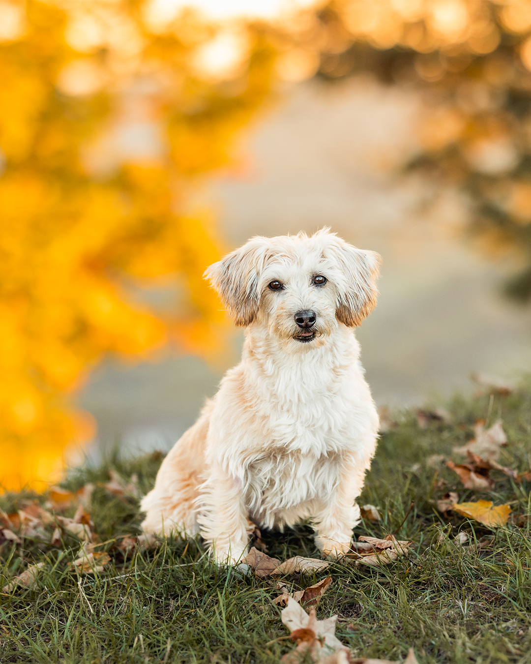 Herbst, goldenes Licht und Bailey 🤎🐾🍂

Ich glaube, mehr brauche ich dazu gar nicht zu sagen. Diese warmen Farben, das weiche Licht und ein bisschen gemeinsame Zeit draußen – genau so liebe ich den Herbst.