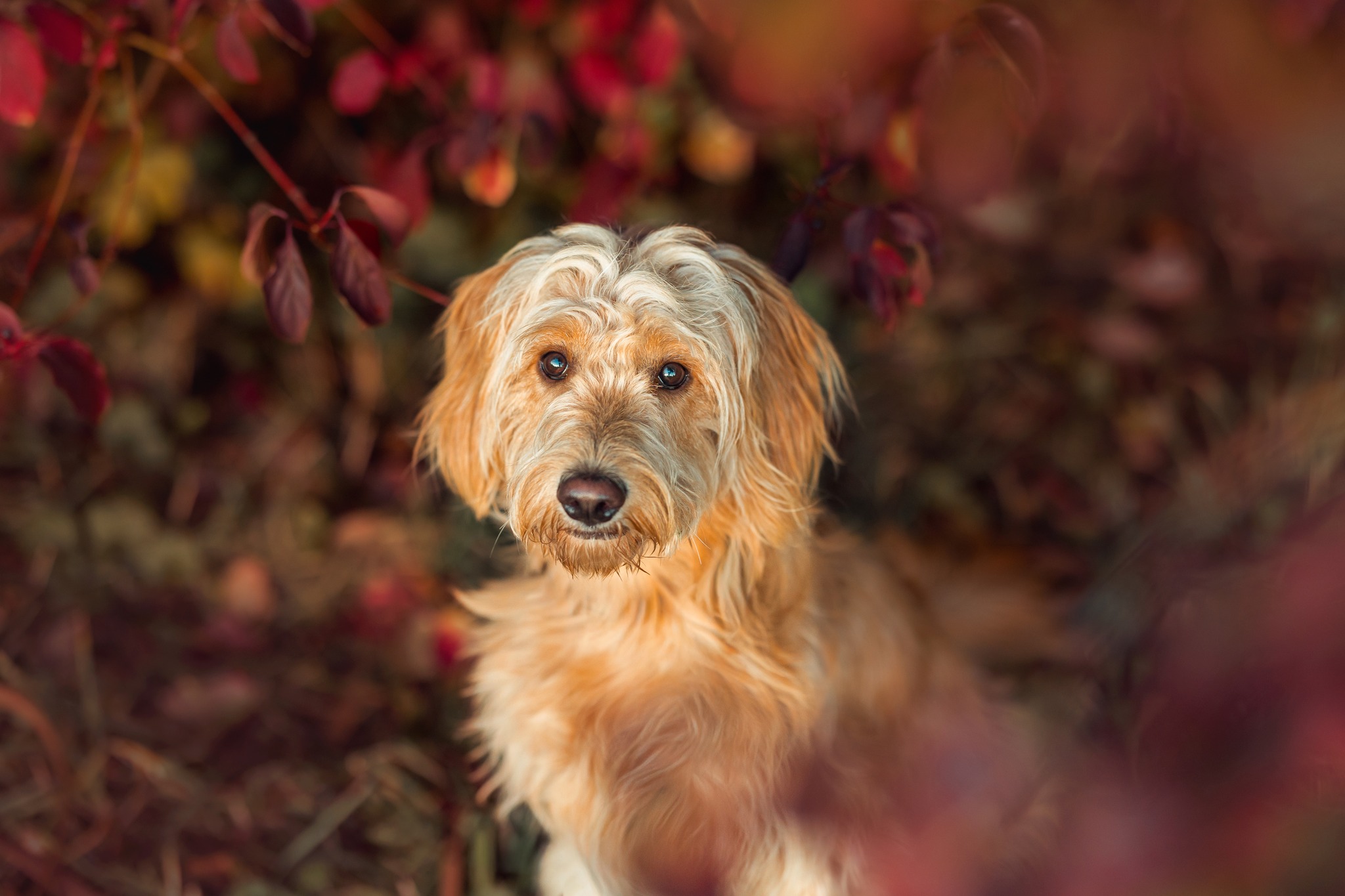 Herbst Vibes - Bunte Blätter, goldenes Licht und lange Spaziergänge durch raschelndes Laub

Ich liebe diese besondere Herbststimmung – und natürlich die kleinen Momente mit unseren Fellnasen mittendrin. 🐾