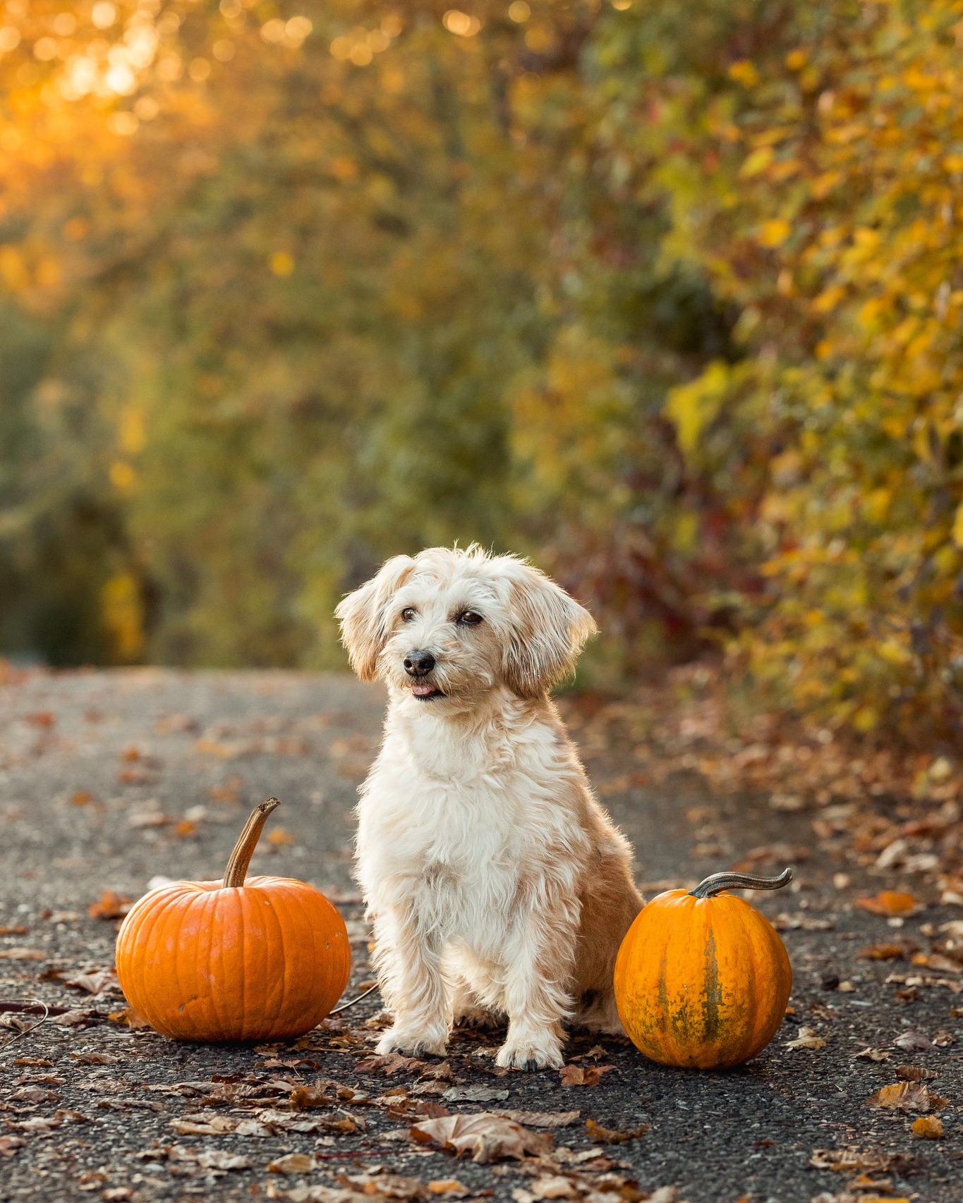 Letzte Herbst Termine

Im November sind noch einige Termine frei! Denn der Herbst ist oft länger da, als man denkt. Gerade Anfang November und teilweise sogar bis Mitte/Ende November leuchten die Bäume noch in wunderschönen Farben und bieten eine tolle Kulisse für Euer Shooting.

Du musst also nicht bis zum nächsten Herbst warten, um Dir diesen Wunsch zu erfüllen. Wenn Du Lust auf natürliche Erinnerungen in warmen Herbstfarben hast, melde Dich gerne bei mir.