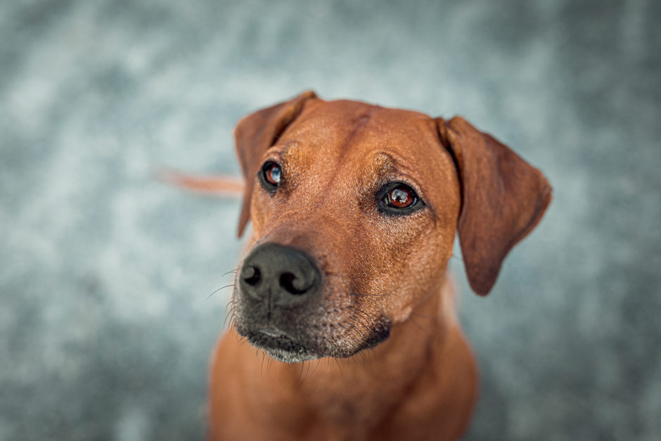 Ridgeback Action • Hunde Fotoshooting in Darmstadt