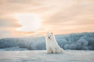 Hund im Schnee beim Fotoshooting mit Nina Herr Fotografie in Stuttgart