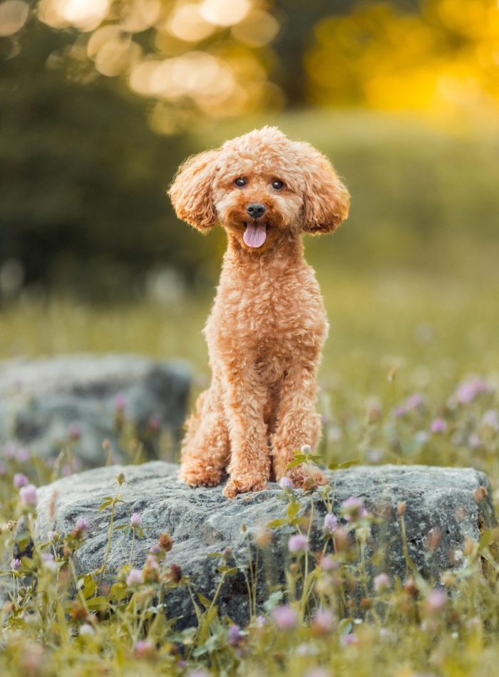 NinaHerrFotografie-Dennis-001