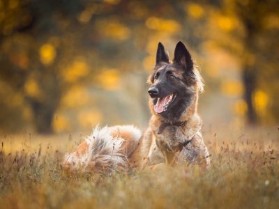 NinaHerrFotografie-Fotoshooting-Friedi-Herbst-009