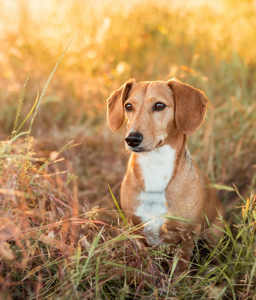 NinaHerrFotografie-Fotoshooting-Monty-3-014