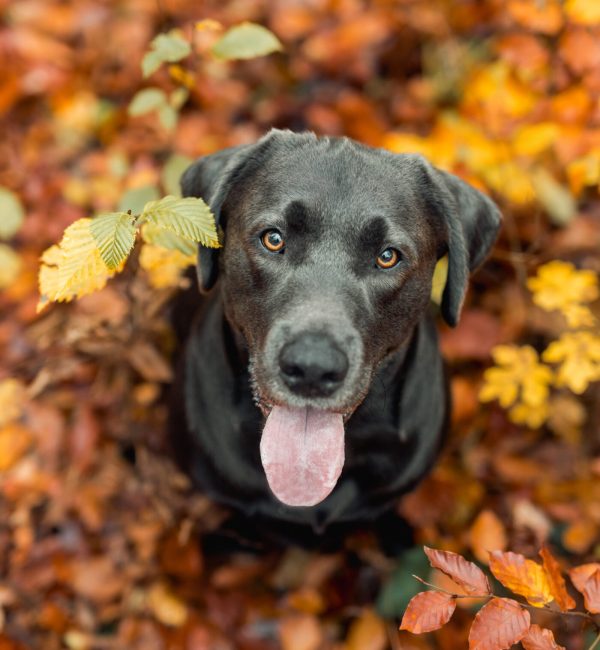 NinaHerrFotografie-Shooting-Balou-012