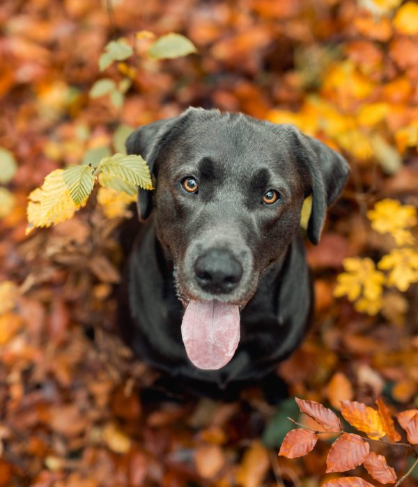 NinaHerrFotografie-Shooting-Balou-012