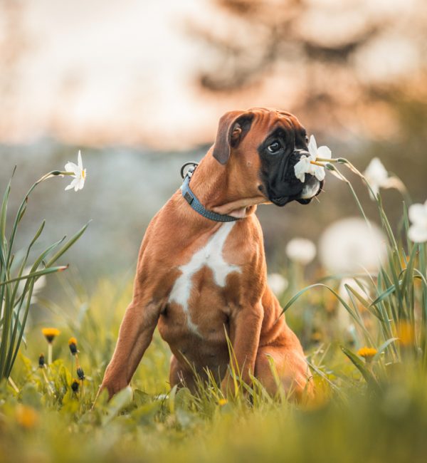 NinaHerrFotografie_Akira_005-klein