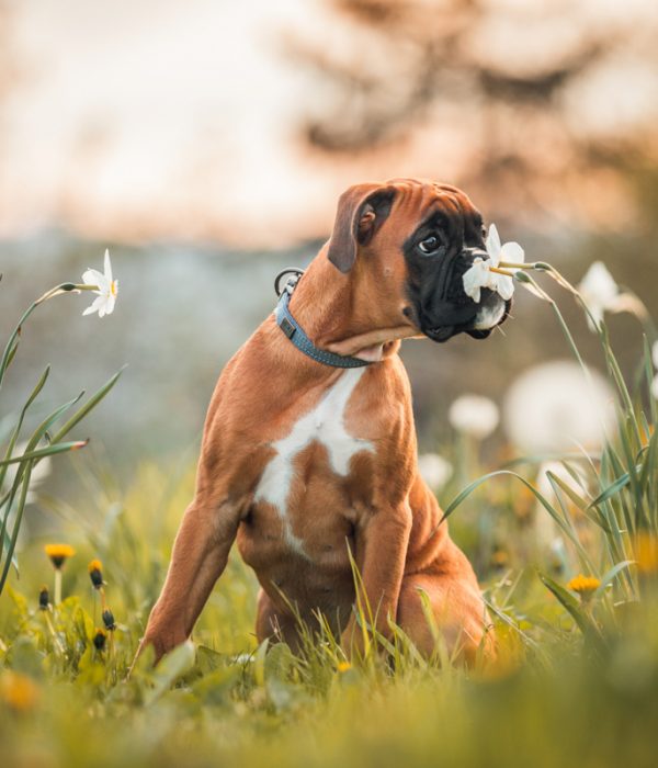 NinaHerrFotografie_Akira_005-klein